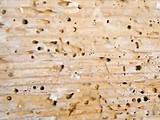 Orkin Termite Prices Photos