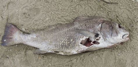 Gray or black colored body in adults; Nature on the Edge of New York City: A Large Drum Fish ...