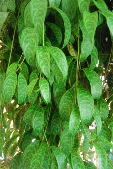 Check out our pagoda plant selection for the very best in unique or custom, handmade pieces from our plants shops. Flowering Zebra Lipstick Plant 'Black Pagoda' Basket | Etsy