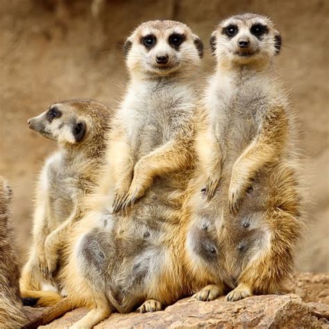 Meet The Meerkats For Two In Hertfordshire Experience Days