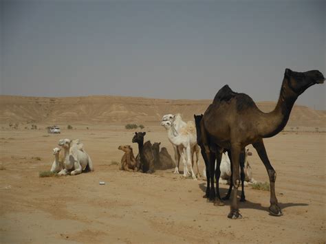 The ship of the desert. In a Maze of Beige: What I Like About Living in Riyadh