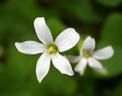 Irelands National Flower Shamrock Is A Clover Rare Flowers Fragrant
