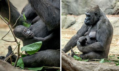 Franklin Park Zoo Wants You To Name Its New Baby Gorilla