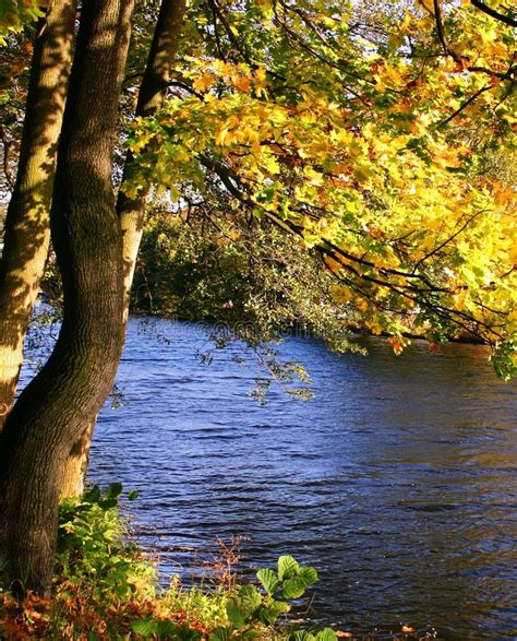 Autumn Color In The River Stock Photo Image Of Water 8366062