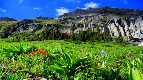 Rocky Mountain Tops Green Meadow Flowers Mountain National