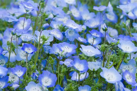 Snappa makes it easy to create any type of online graphic. Nemophila menziesii (Baby Blue Eyes)