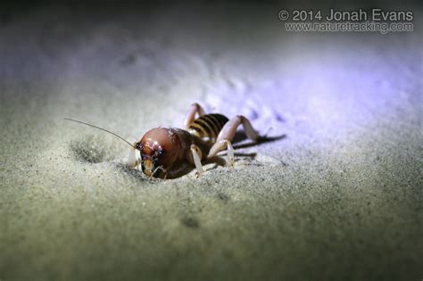 The jerusalem cricket is pretty harmless to humans, as much as its large when the larvae hatch from the eggs, they then feed upon the leaves of the potato plant. Insect & Other Invertebrate Tracks and Sign - NatureTracking