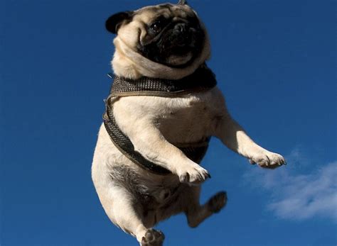 Transport your pet with cargo Blog Post | Today: No Flying Dogs | Car Talk