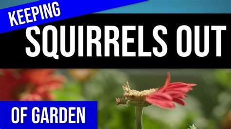 Keeping Squirrels Out Of Raised Bed Gardens A Beginner Diy Solution