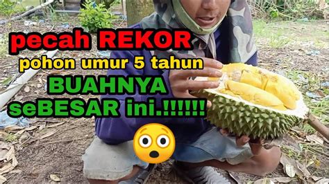 Warna buah durian musang king kuning layaknya warna kunyit. Nggak Disangka Buah Durian Musang King Umur 5 Tahun Bisa ...