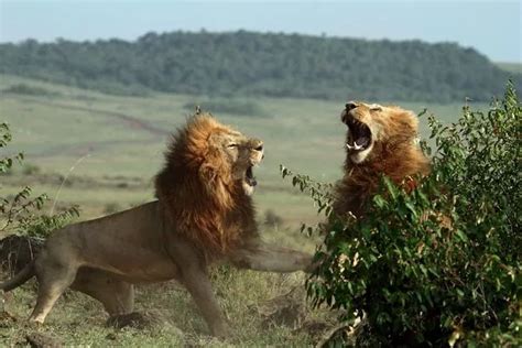 Lions Fight To Be King Of The Jungle In Brutal Battle Captured On