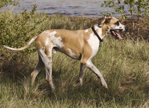 15 Great Names For Your Great Dane From Germanic And Norse Mythology