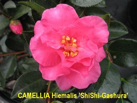 Jul 22, 2020 · camellias are another of our specialities, with over 50 varieties in stock including japonica and sasanqua. Camellia Lisa Beasley
