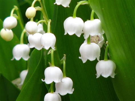 Lily Of The Valley A Most Efficient Tonic Of The Heart Top Natural