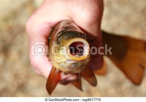 Fish With Hook In Mouth In Hand Of Caughted Fish In Hand Of The Person