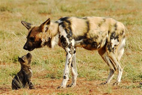 Seeing Wild Dog Hunting In Madikwe Best South Africa Safari