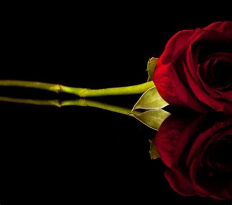 Free Download Dark Dark Red Rose On A Black Black Background Art