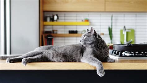 Matted cat fur, on the other hand, damages tissue by preventing oxygen and moisture from reaching it. Can Cats Have Olive Oil? Is Olive Oil Safe For Cats? - Cat ...