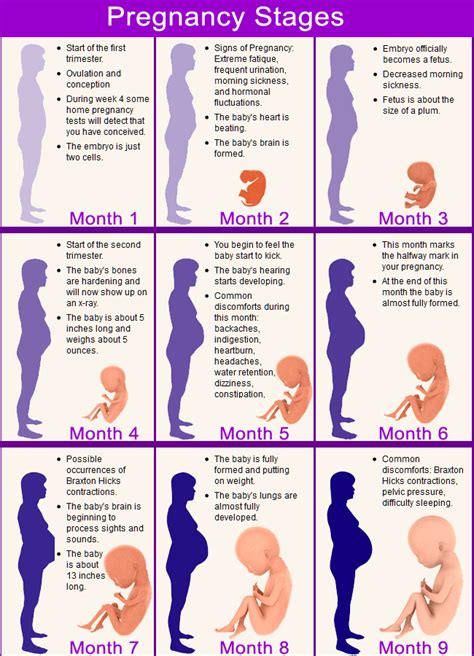 Quick Facts About Each Stage Of The Pregnancy Calendar LoveToKnow