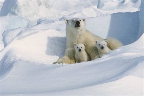Top Mom And Cub Facts Polar Bears International
