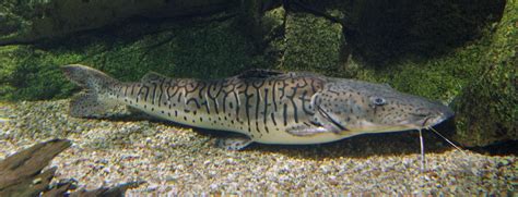 Tiger Shovelnose Catfish Species Profile Care Guide