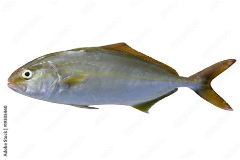 Seriola Dumerili Fish Greater Amberjack Fish Stock Photo Adobe Stock