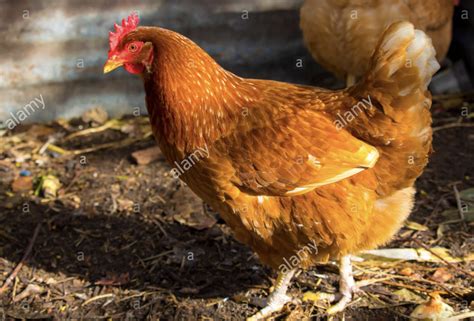 Pin By Brandi Bartlett On Chicken Breeds H P Best Egg Laying Chickens