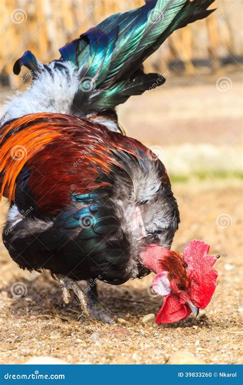 Transylvanian Naked Neck Or Turken Rooster Royalty Free Stock Image