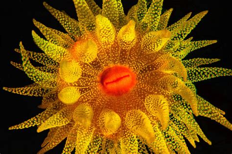 Underwater Photography Underwater Flower