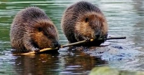 What Do Beavers Eat A Z Animals