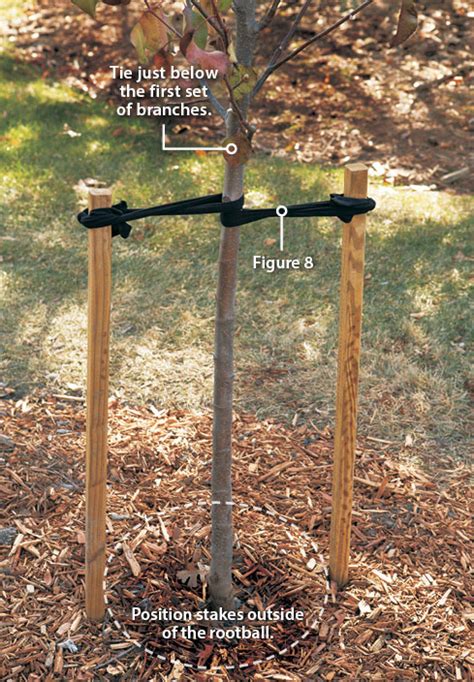 How To Stake A New Tree Garden Gate