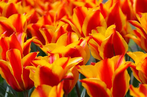 Free Images Flower Petal Tulip Green Red Yellow Flora Flowers