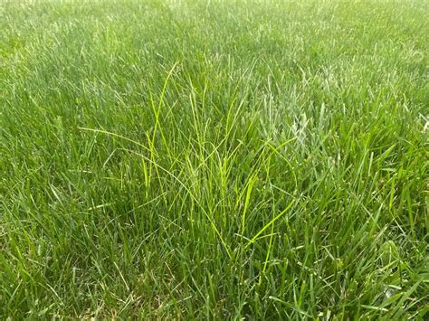 Nutsedge A Complete Guide To Nutsedge Nutgrass Weed Lawn Phix