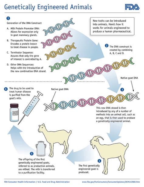 Difference Between Genetic Engineering And Genetic Modification