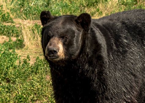 Floridas Bear Control Plan Leaves Hunting On The Table Orlando