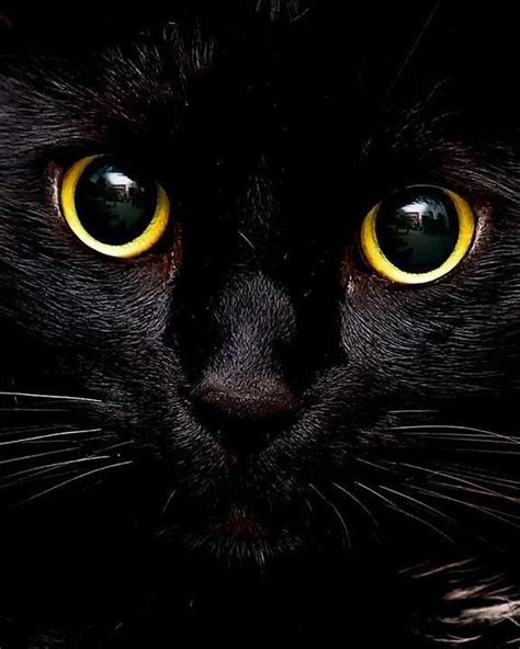 Black Cat Gold Eyes Meow Pinterest