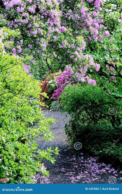 Flowery Path Stock Photo Image Of Green Path Landscape 639384