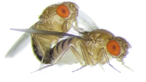 Female Fruit Flies Become Aggressive After Sex