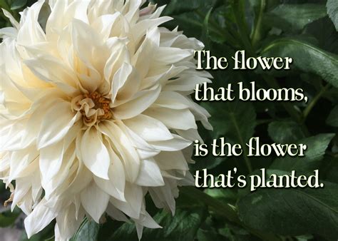 The Flower Thats Planted Plants Flowers Motivational Pictures