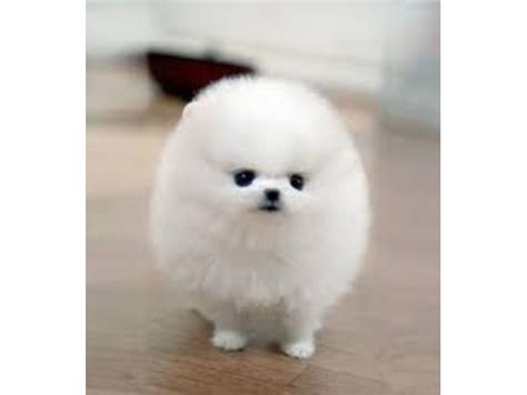 Teacup pomeranian is the most popular dog breed today. Toy Face Looking Teacup Pomeranian Puppies for adoption - Animals - Old Chatham - New York ...