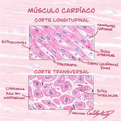 Anatomista On Instagram Las C Lulas Musculares Estriadas Card Acas