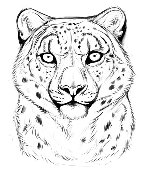 The Best Free Snow Leopard Drawing Images Download From 2298 Free