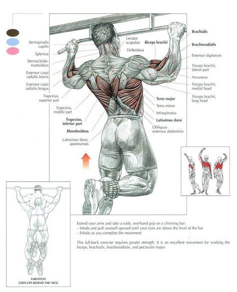 Muscle names fitness is important frontal muscle anatomy gym name anterior muscles human 4k00:13close up shot of young woman massaging her neck, applying treatment cream to sore muscles, back view, blue studio background. The Pullup Exercise Anatomy
