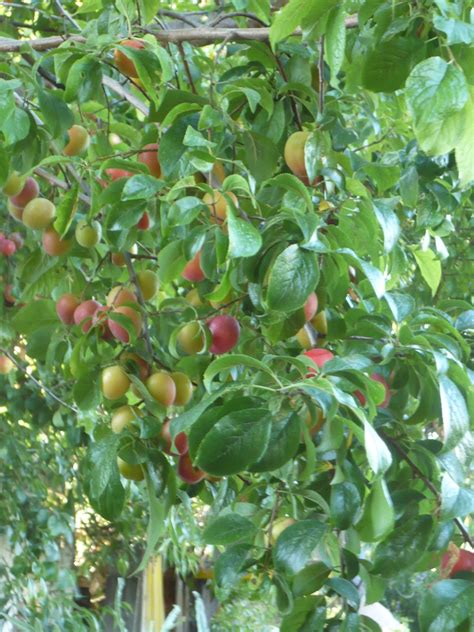 Check spelling or type a new query. Foodier Than Thou: Sugar-Free Plum Butter