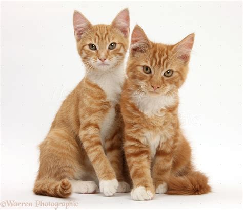 Two Ginger Kittens Lounging Together Photo Wp28900