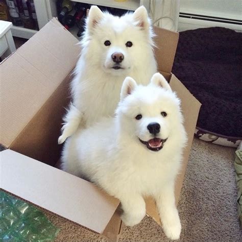 14 Pictures Of Samoyeds Just Being Their Perfect Selves Page 2 Of 3