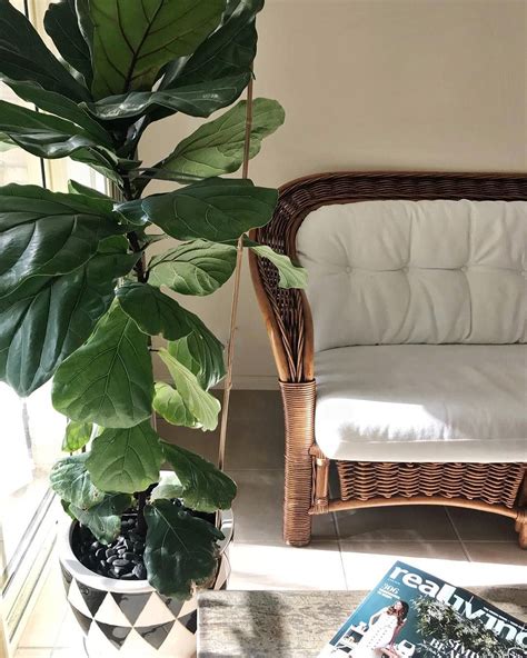Fancy A Fiddle Leaf Fig Use This How To Guide For Growing And Pruning