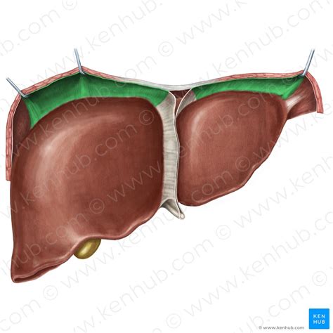 When you view the organ from above, it seems to contain two lobes. Liver ligaments and liver anatomy | Kenhub