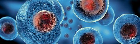 Umbilical Cord Derived Mesenchymal Stem Cells A Better Alternative To
