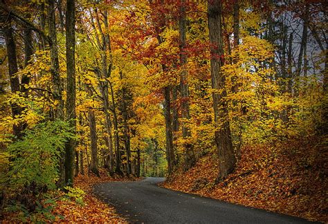 緑、 黄色、 および赤葉の木、 秋、 森、 葉、 木、 自然、 公園、 Hdr、 徒歩、 道路、 パス、 Hdデスクトップの壁紙